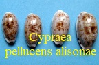 Cypraea pellucens pellucens f. alisonae, Burgess 1983